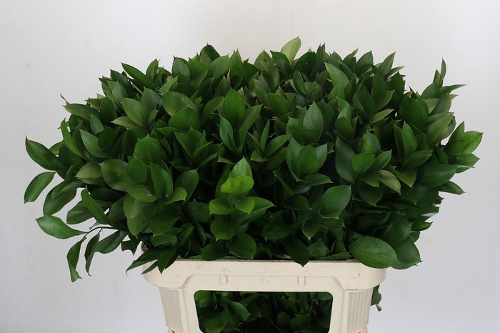 <h4>Ruscus Hypophyllum</h4>