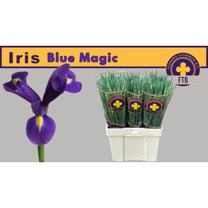 IRIS BLUE MAGIC