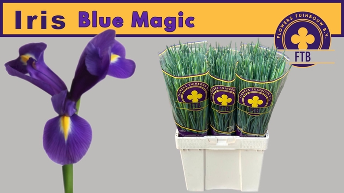 <h4>IRIS BLUE MAGIC</h4>