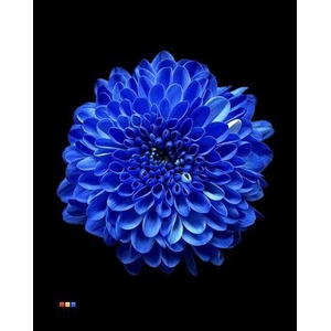 Chr S Cash Blue