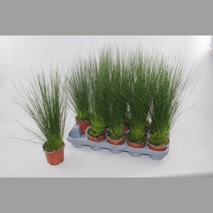 JUNCUS PENC GRASS