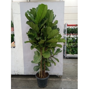 Ficus lyrata