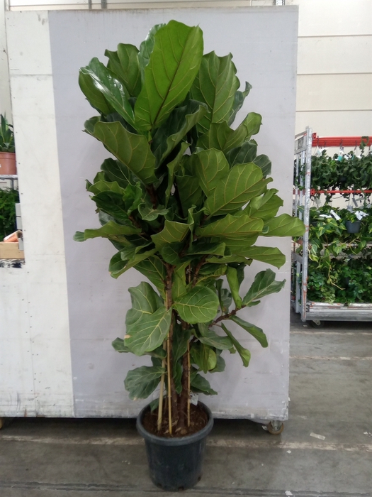 <h4>Ficus lyrata</h4>