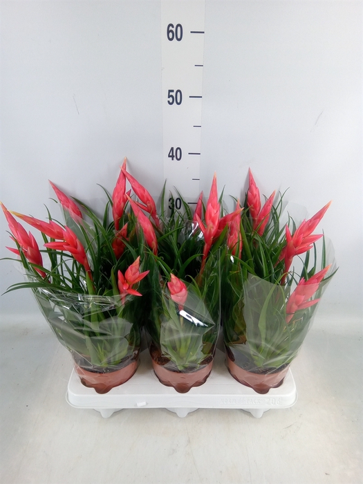 <h4>Vriesea  'Astrid'</h4>