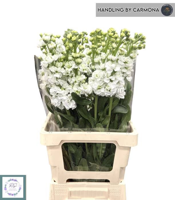 <h4>MATTH IRON WHITE</h4>