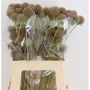 SCABIOSA STELLATA ZD