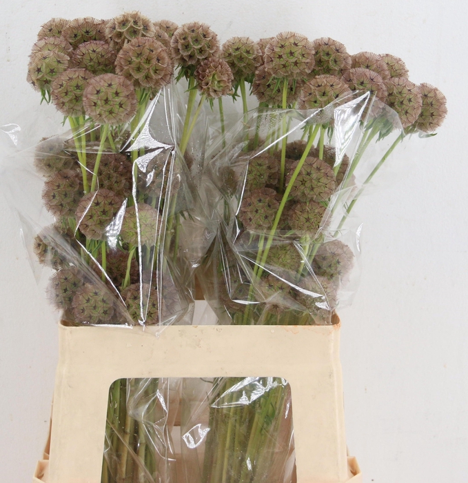 <h4>SCABIOSA STELLATA ZD</h4>