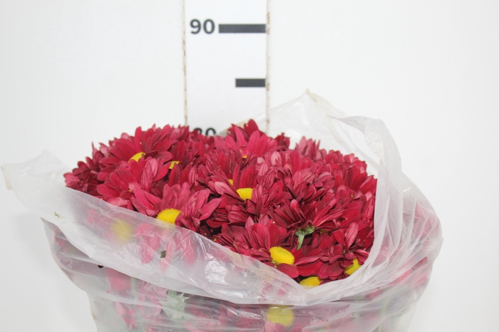 <h4>CRISANTEMO MORETTI 080 CM VERMELHO</h4>