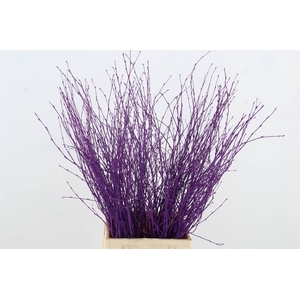 Betula Bs Dark Lila FST