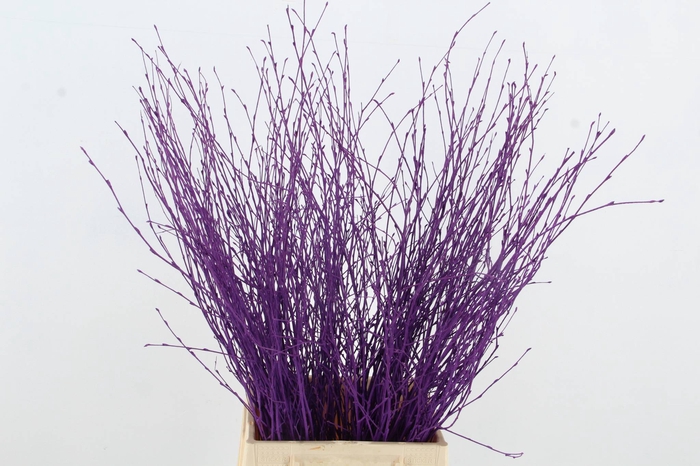 <h4>Betula Bs Dark Lila FST</h4>