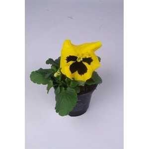 Viola Colossus F1 Yellow with Blotch