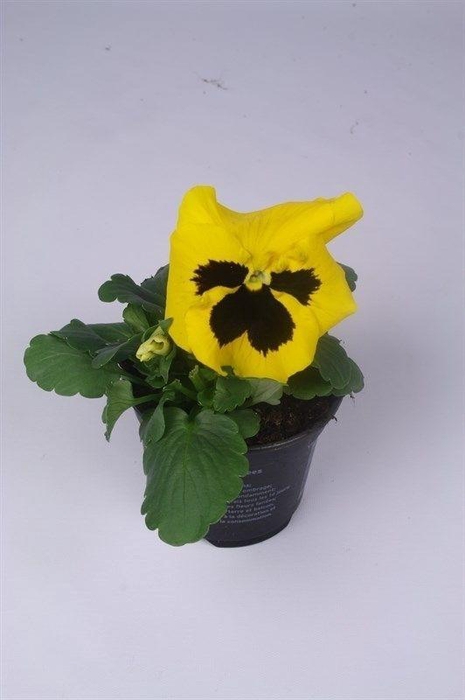 <h4>Viola Colossus F1 Yellow with Blotch</h4>