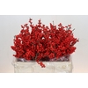 Ilex Rood