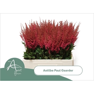 ASTIL AR PAUL GAARDE