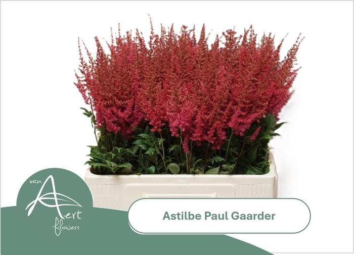 <h4>ASTIL AR PAUL GAARDE</h4>