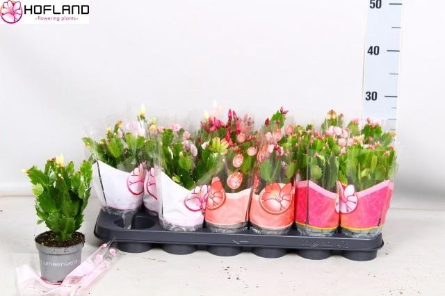 <h4>SCHLUMB GEM 3 KL</h4>