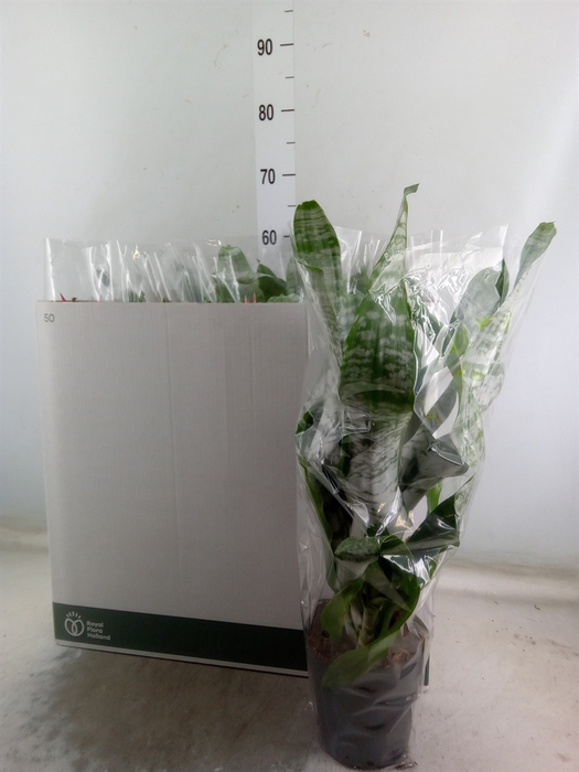 <h4>Aechmea fasciata 'Primera'</h4>