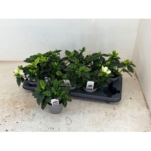 Gardenia Jasminoides