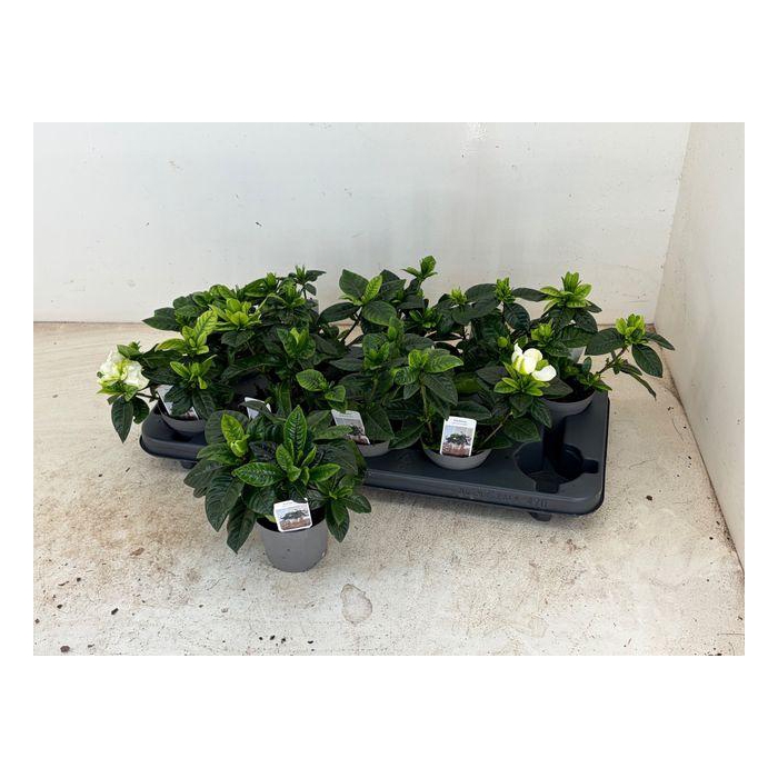 <h4>Gardenia Jasminoides</h4>