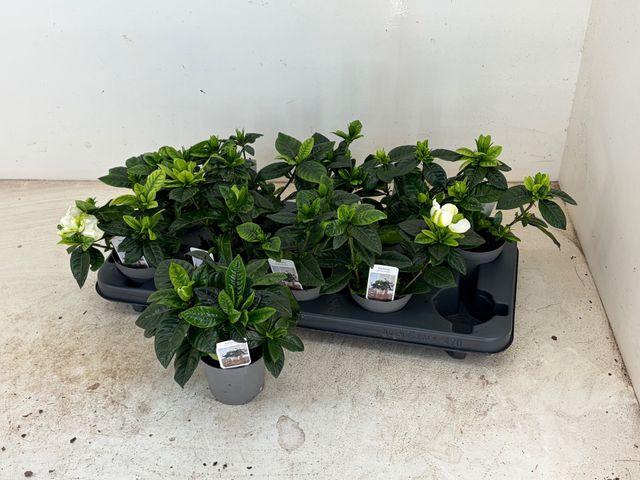 Gardenia Jasminoides