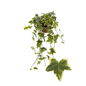 Hedera helix 'Goldchild'