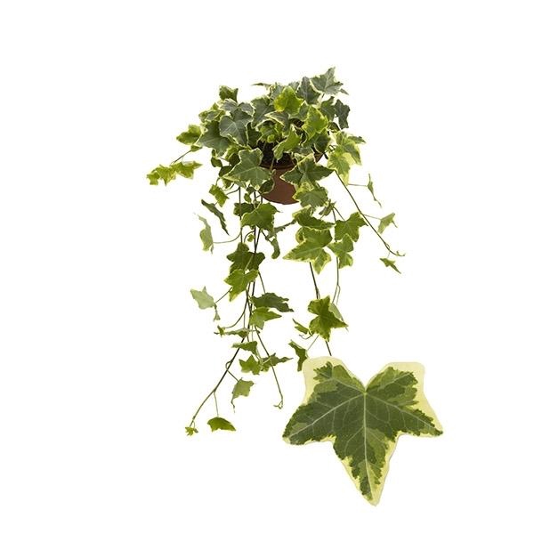 <h4>Hedera helix overig bont</h4>