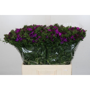 Dianthus Br Amazon Neon Purple