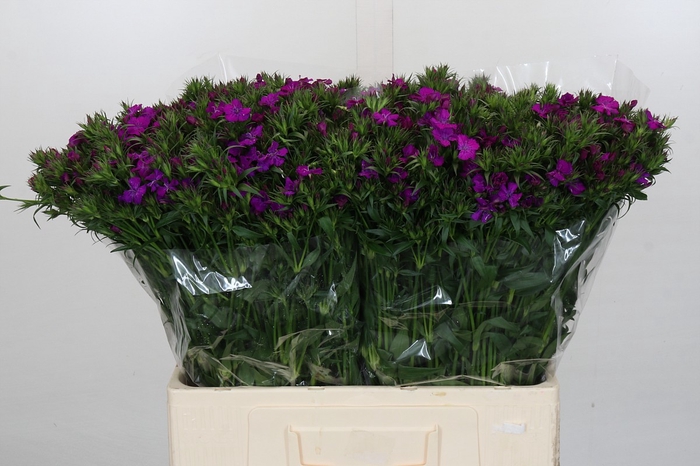 <h4>Dianthus Br Amazon Neon Purple</h4>