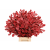 Faggio Preserved Cerise (beech,beuk)