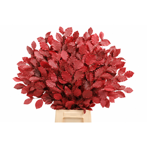 Faggio Preserved Cerise (beech,beuk)