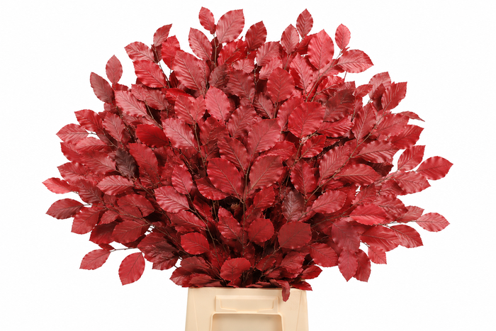 <h4>Faggio Preserved Cerise (beech,beuk)</h4>