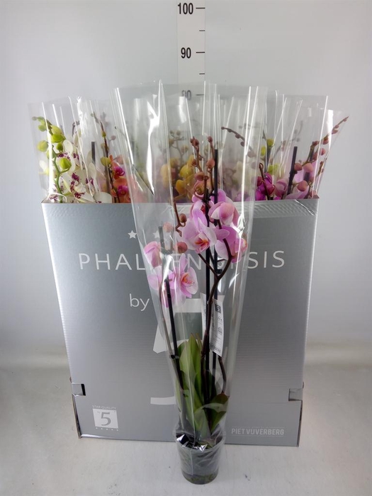 <h4>Phalaenopsis   ...mix  8</h4>