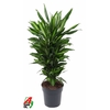 Dracaena Cintho