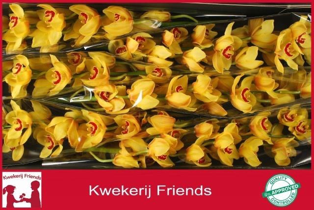 <h4>CYMB T RIJSENHOUT</h4>