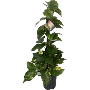 Scindapsus (Epipremnum) Kratistestok 80 cm