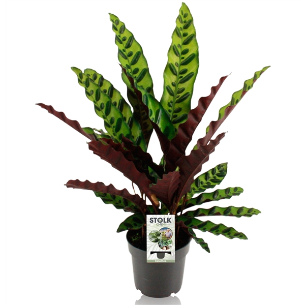 <h4>Calathea Lancifolia Insignis</h4>