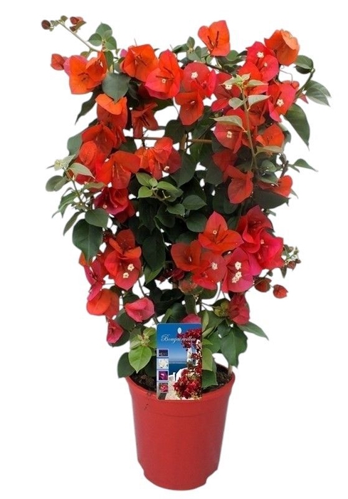 <h4>BOUGAINV DANIA</h4>