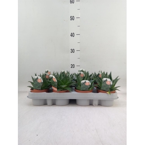 Aloe aristata 'Cosmo'