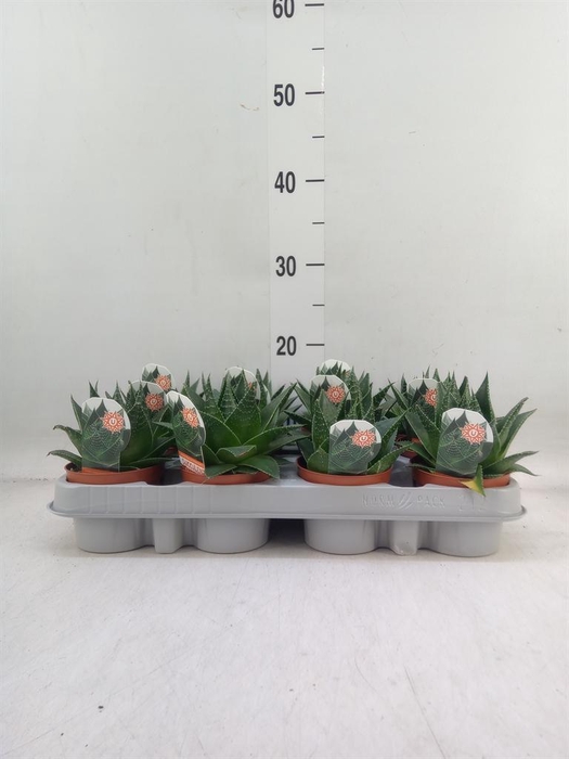 <h4>Aloe aristata 'Cosmo'</h4>