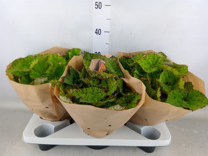 <h4>Begonia BD 'Lime Fever'</h4>