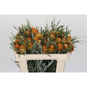 BANKSIA DRYANDRA