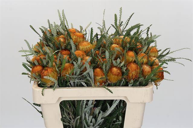 <h4>BANKSIA DRYANDRA</h4>