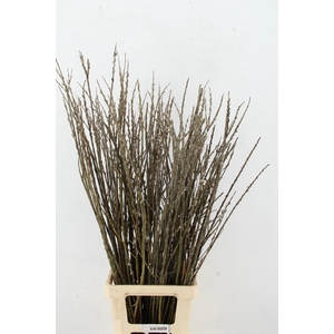 SALIX WILGENKATJES VERTAKT  100CM