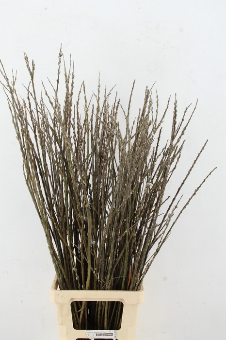 <h4>SALIX WILGENKATJES VERTAKT 100CM</h4>