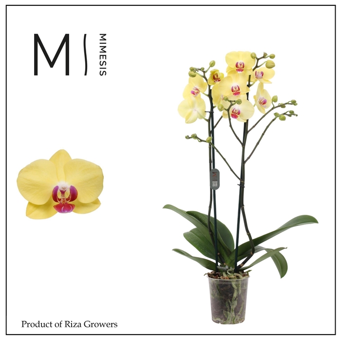 <h4>Phalaenopsis Miraflore 2 spike - 12cm | Mimesis</h4>