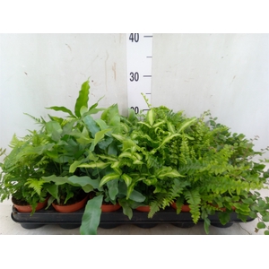 Ferns   ...mix