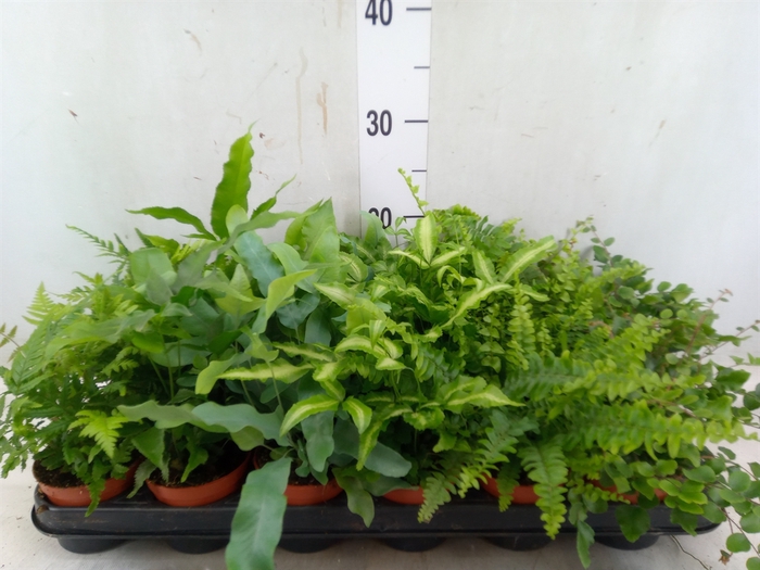<h4>Ferns   ...mix</h4>