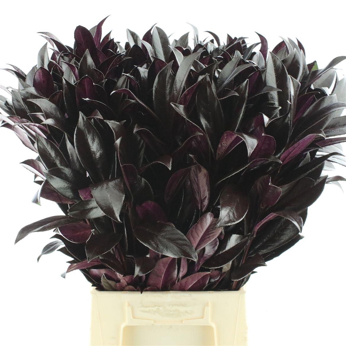 <h4>Laurier L60 Klb Aubergine</h4>