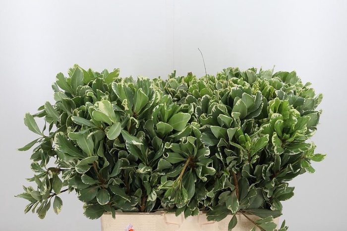 <h4>Pittosporum Ilan</h4>