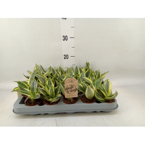 Sansevieria trifa. 'Golden Hahnii'